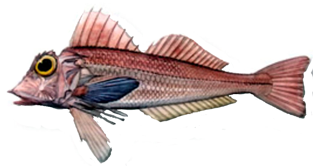 Lepidotrigla cavillone_05.jpg